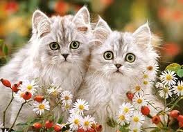 Pussel 200 bitar Persian Kittens
