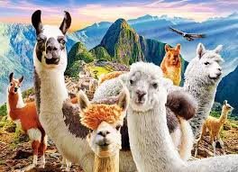 Pussel 200 bitar Llamas Selfie