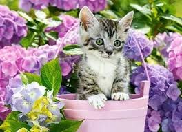 Pussel 200 bitar Kitten in Basket