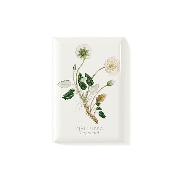 Magnet Fjällsippa 53x78mm