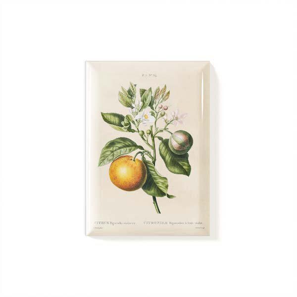 Magnet Citron Vintage