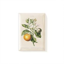 Magnet Citron Vintage